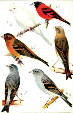 The plate from Dunckers paper Duncker 1927b showing a male red siskin the - photo 11