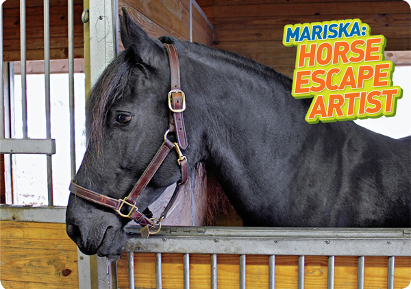 Mariska sticks her head out her stall-door window and tries to lift the door - photo 5