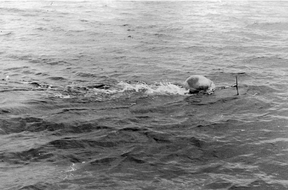 The one-man torpedo Neger under way The aiming prong is clearly seen ahead of - photo 17