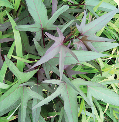 Sweet potato vines can grow as ground cover yielding delicious edible tubers - photo 3