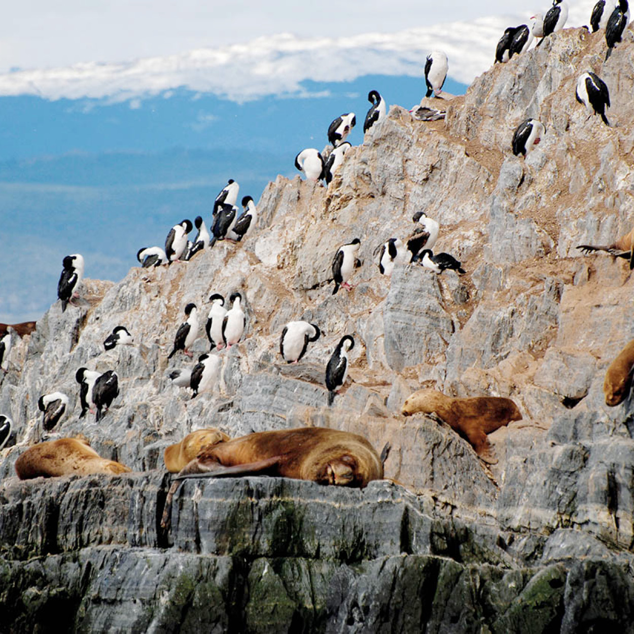 Sea lions and cormorants PeterzFotolia Chiles Top 10 Attractions Top - photo 6