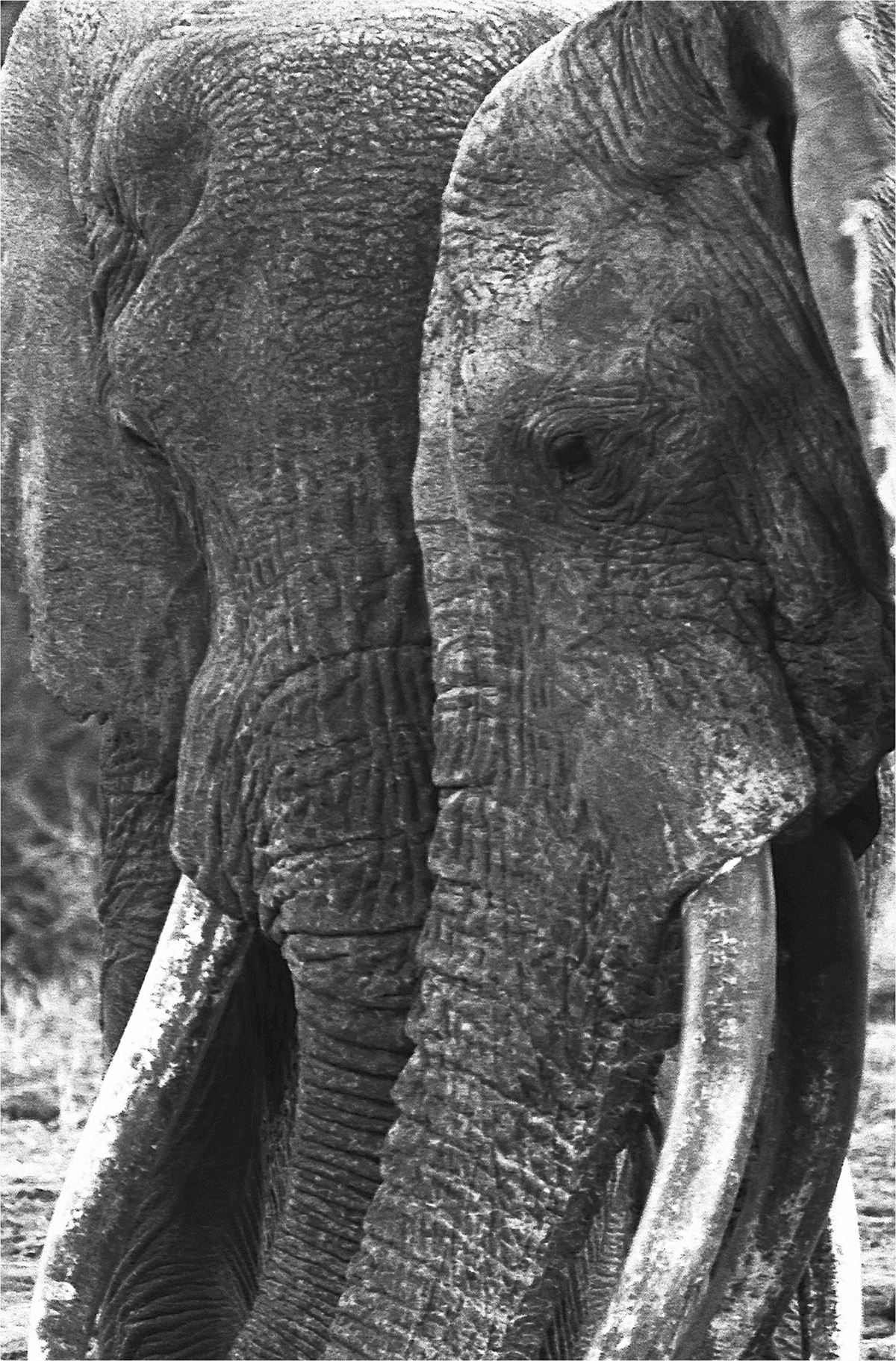 Elephants on the Edge What Animals Teach Us About Humanity G A Bradshaw - photo 1