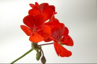 Things youll need Geranium flowers stems and leaves Almond jojoba or - photo 2