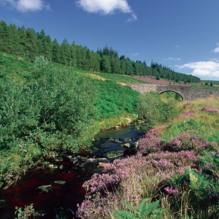 A peaty burn in Aberdeenshire Phenolic compounds leached into streams can - photo 2