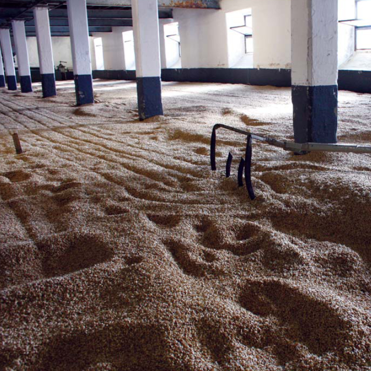 Traditional floor maltings at Laphroaig Here the moistened barley is heaped up - photo 5