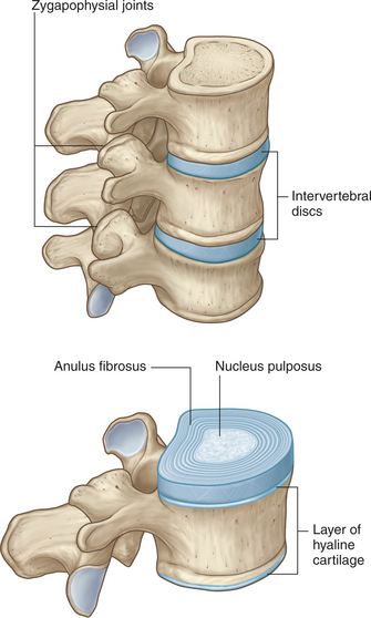 FIGURE 1-2 Intervertebral joints Drake R Vogl W and Mitchell A Grays - photo 3