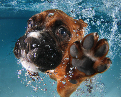 Puppies Know How to Swim Puppies already know how to swim even at just a few - photo 8