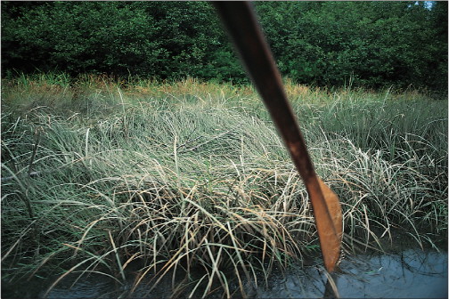 IT WAS JUST PAST MIDNIGHT when I slipped my canoe into the water at Duck Cove - photo 8