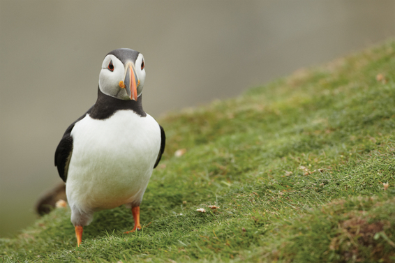 The neck ring of this individual is narrower than that of the bird above and - photo 4