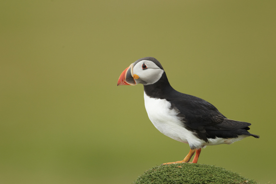 Portrait of a puffin in breeding plumage In common with many seabirds it is - photo 1