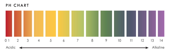 Human bodies are alkaline by design and the terrain in which our cells exist - photo 11