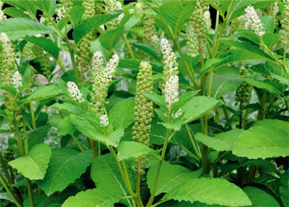 Poke root a North American wild edible that is easy to grow The cooked shoots - photo 4