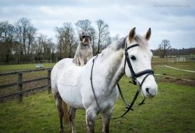 Animal Communication has been around for many thousands of years In past times - photo 2