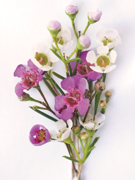 Freesia Freesia blooms in white or lavender smell amazing and are a great - photo 5