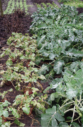 Swede lambs lettuce and purple sprouting broccoli for harvesting over a long - photo 6