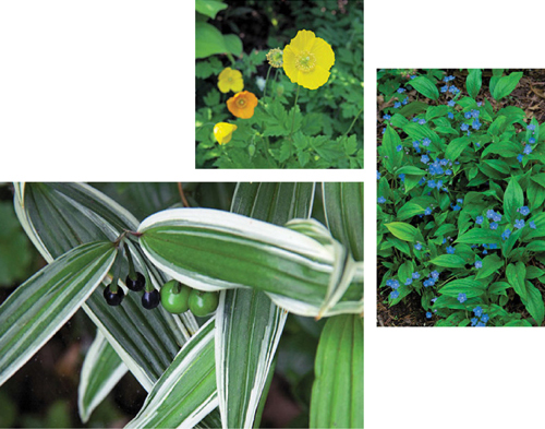 Clockwise from top Plants of the worlds forests Welsh poppy Meconopsis - photo 7