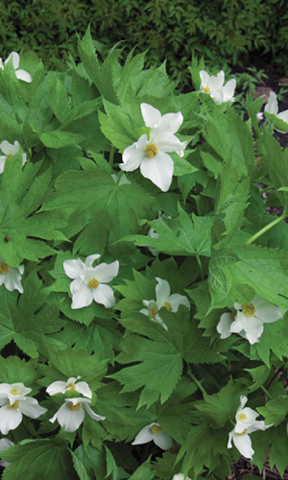 The exquisite cold-loving white Japanese wood poppy Glaucidium palmatum Album - photo 9