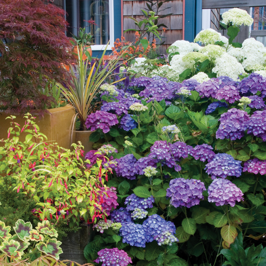 Hardy fuchsias and mophead and Annabelle hydrangeas ready to be picked by - photo 4