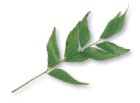Curry leaves are sold in sprigs containing 815 small green leaves and are used - photo 10