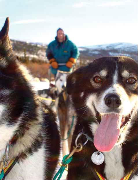 The dogs greet me with enthusiastic howls when I arrive shaking off the cold - photo 3