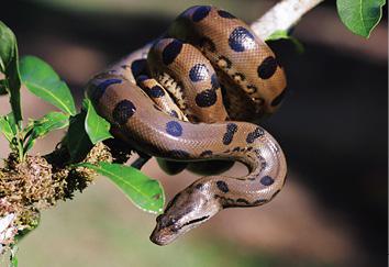 The Amazon Anaconda The Amazon Amazon tree boa The Amazon - photo 17