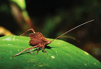 The Amazon Leaf-mimic katydid The Amazon Deb jumps off the MN Tucunare - photo 19