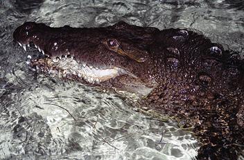 Belize American crocodile The Amazon Dr Devon Graham with a black - photo 11