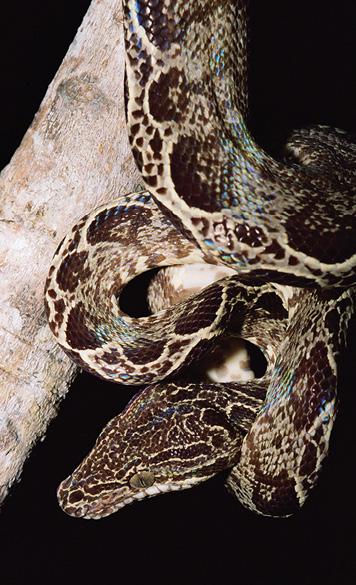 The Amazon Amazon tree boa The Amazon Leaf-mimic katydid The Amazon - photo 18