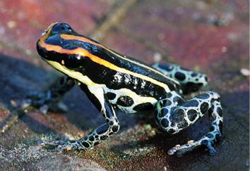 The Amazon Poison dart frog The Amazon This is the same frog The - photo 15