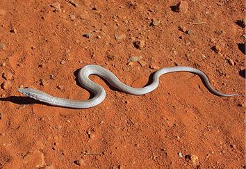 Australia Burtons legless lizard Australia Spectacled flying fox - photo 27