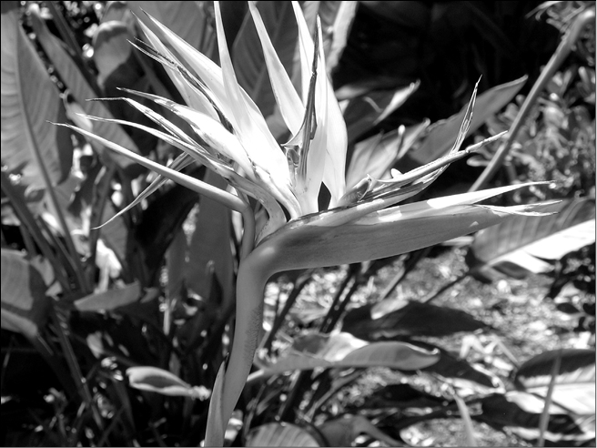 Bird of paradise also known as the crane flower is a perennial pollinated by - photo 4