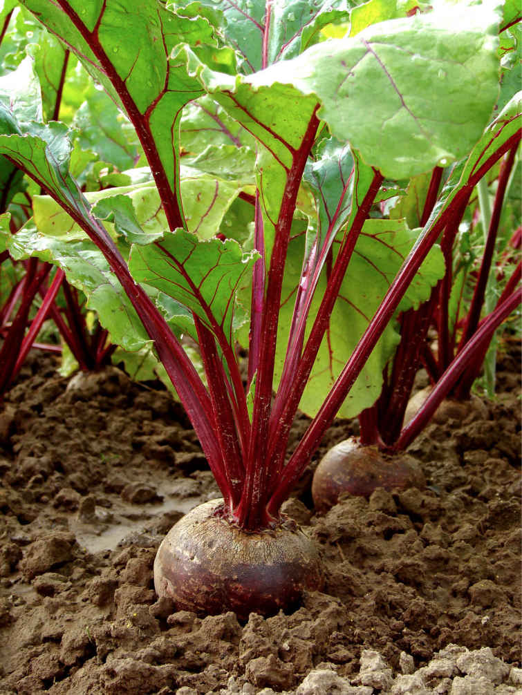 Beets and Sweets Ingredients 6 medium beets peeled and cut into chunks 2 - photo 9