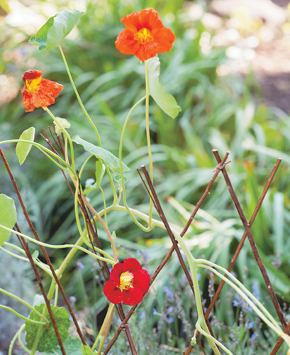 Willow sticks woven right in the garden support climbing nasturtiums - photo 2