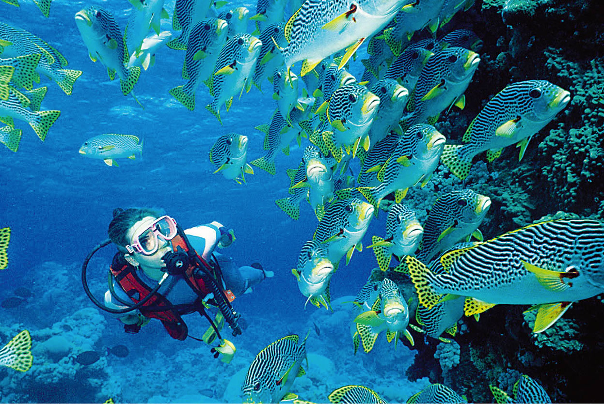 Top Attraction 9 Pro Dive Cairns Great Barrier Reef Located off the - photo 13