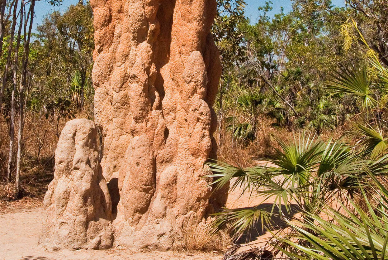 Top Attraction 2 Dreamstime Kakadu National Park Home to giant termite mounds - photo 6