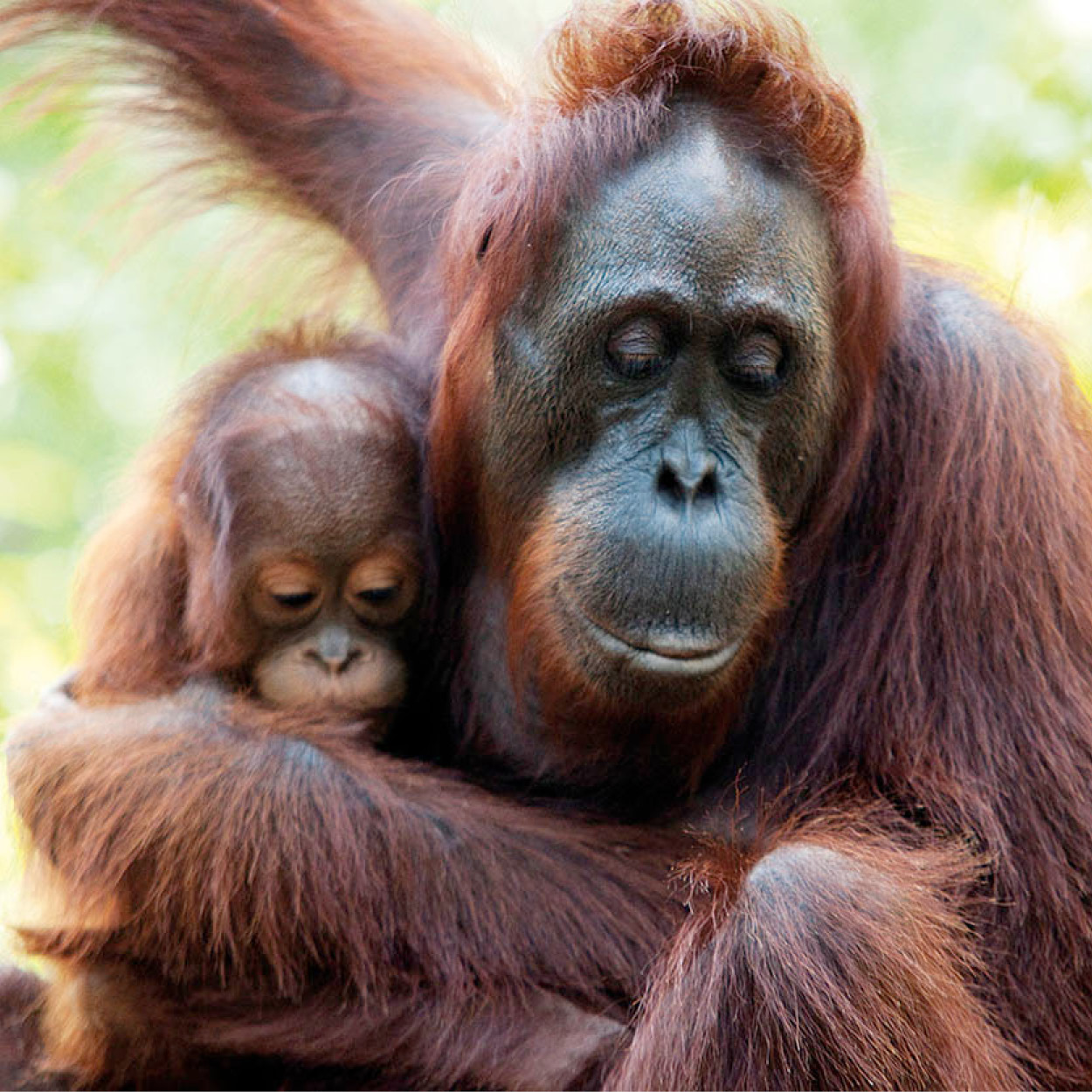 Top Attraction 2 Orang-utans The best places to see these magnificent - photo 4