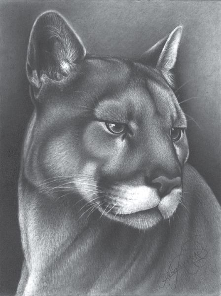 PANTHER Graphite on smooth bristol 12 9 30cm 23cm For information - photo 1