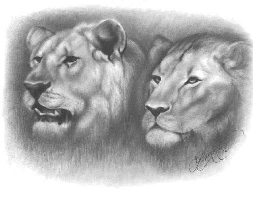 LIONS Graphite on smooth bristol 9 12 23cm 30cm Materials To - photo 6