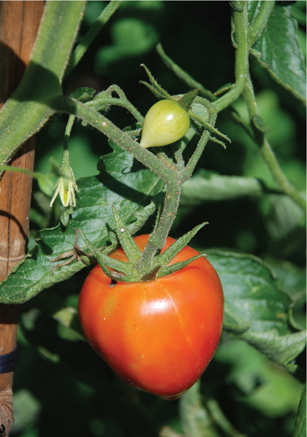 Nutritious and delicious the tomato is a favourite crop for the gardener 1 - photo 3