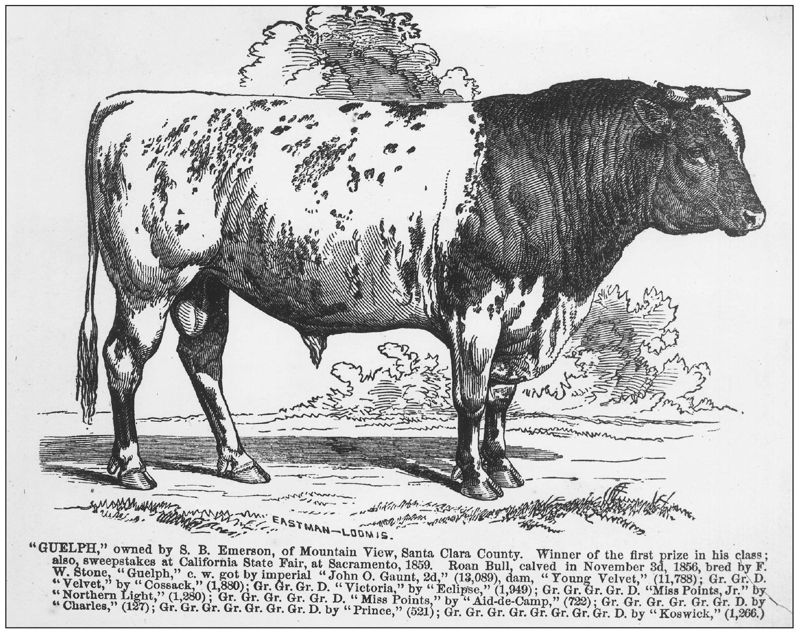 This is an image of Guelph awarded the prize for best bull in the 1859 fair - photo 13