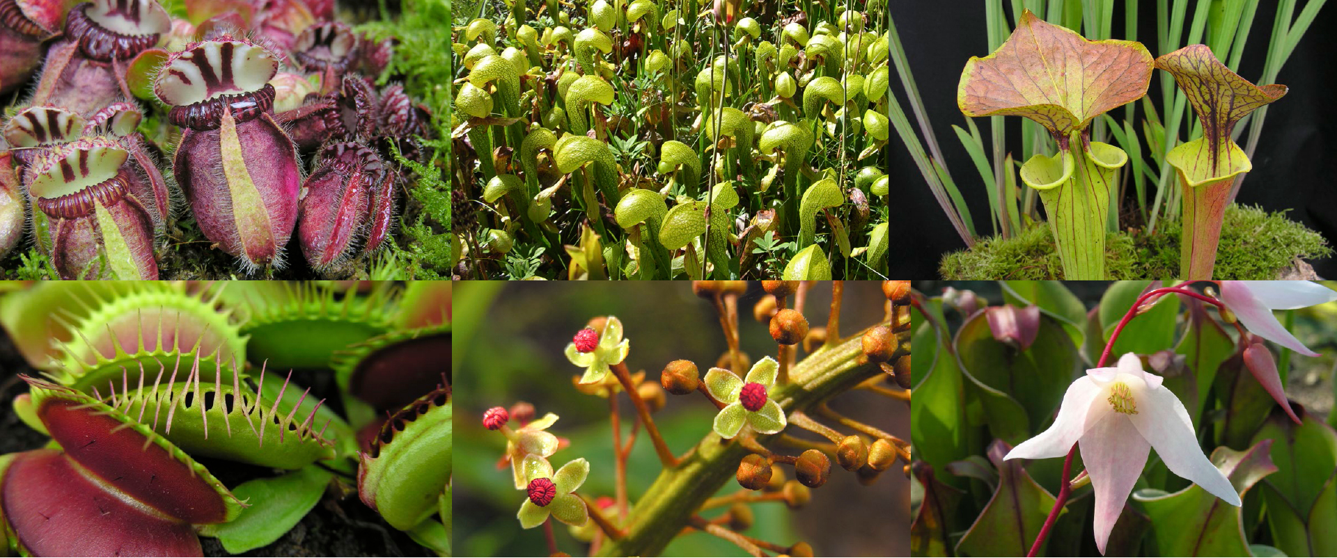 Cephalotus follicularis Darlingtonia californica Sarracenia flava var - photo 3