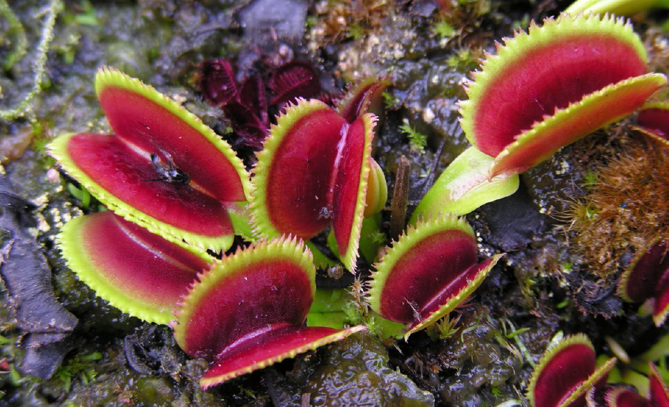 Dionaea muscipula Sawtooth The paucity of information and available plant - photo 5