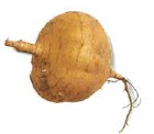 Bangkuang is the Malay name for jicama It is a large tuber shaped like a top - photo 2