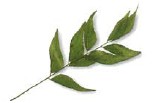 Curry leaves are sold in sprigs containing 8-15 small green leaves with a - photo 8