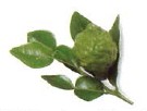 Kaffir lime leaves daun limau purut are added whole to curries or finely - photo 12