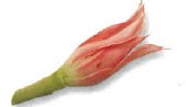 Torch ginger bunga kantan is the edible flower bud of the wild ginger plant - photo 17