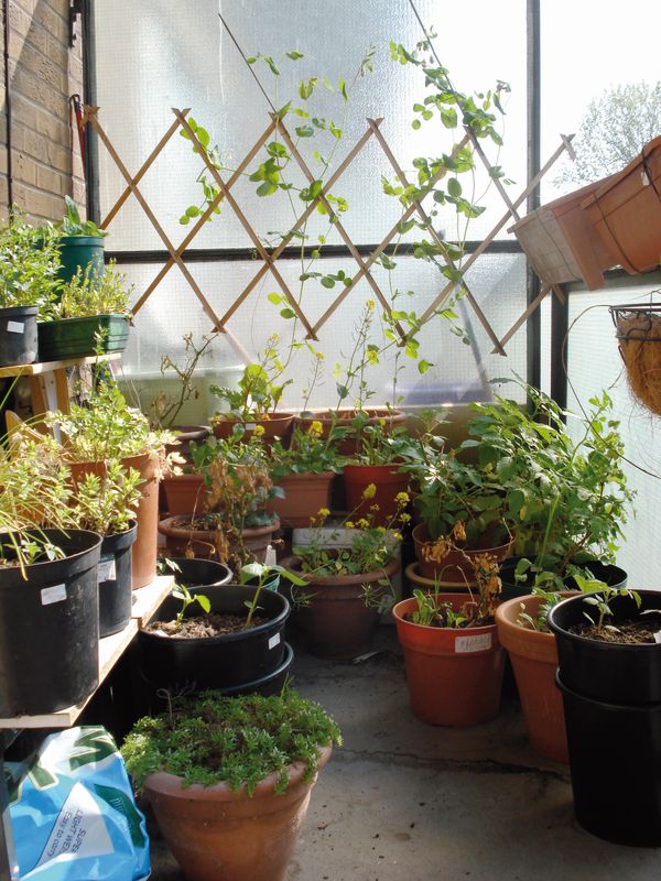 My southfacing balcony at the height of summer Overwintering beans and peas - photo 1