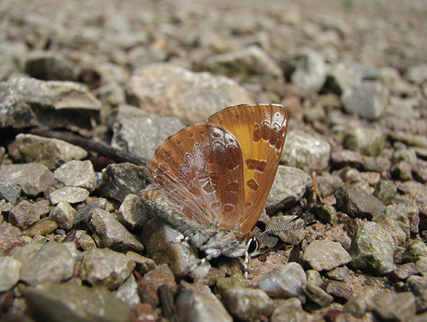 Harvester Chapter 2 Butterfly Gardening Basics Why Gardening The - photo 6