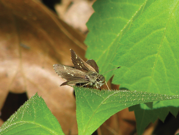 Pepper and Salt Skipper Chapter 1 How to Use This Book Butterfly Gardening - photo 2