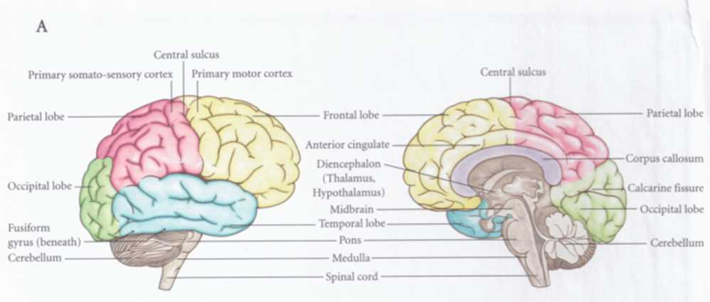 A Lateral left and medial right view of the human brain B Two similar - photo 2